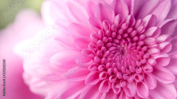 Fototapeta Pink chrysanthemum, flower garden, close-up flower photos, macro flower photos