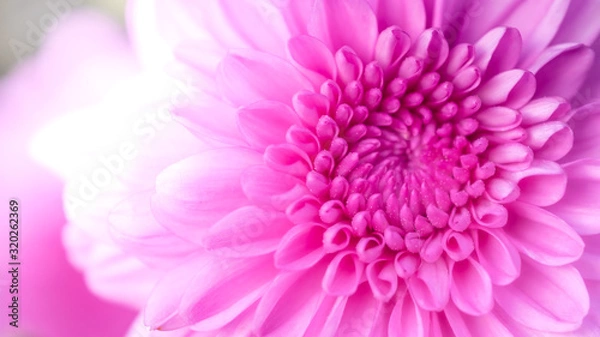 Fototapeta Pink chrysanthemum, flower garden, close-up flower photos, macro flower photos