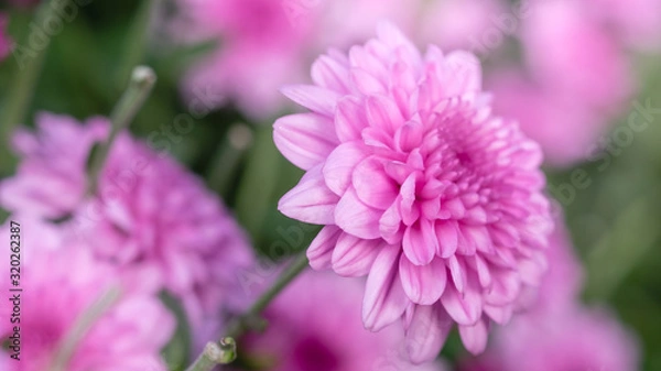 Fototapeta Pink chrysanthemum, flower garden, close-up flower photos, macro flower photos