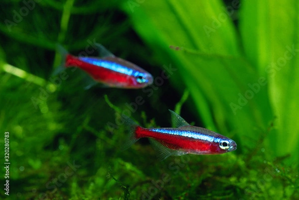 Fototapeta カージナルテトラ