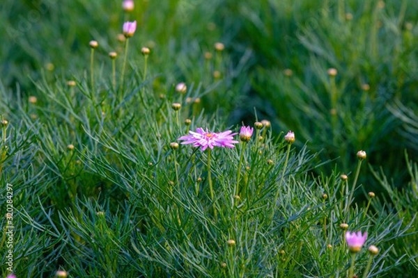 Obraz pink flower is blooming