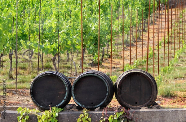 Obraz Vineyard with wine barrels