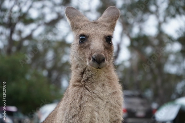 Fototapeta kangaroo