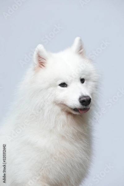 Obraz The samoyed dog makes a variety of naughty and lovely, happy and sad expressions. It is people's favorite pet, dog portrait combination series on a gray and white background