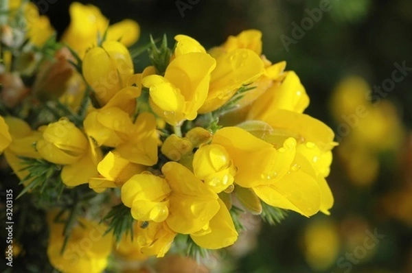 Obraz fleur jaune, genêt