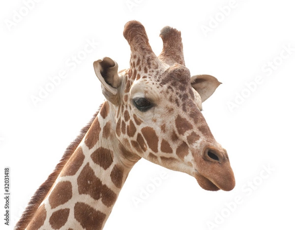 Fototapeta giraffe profile isolated on white background