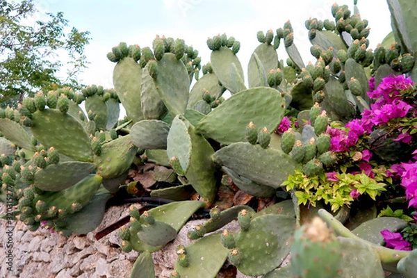 Obraz Blooming opuntia cacti flower, opuncia called prickly pear on the rock garden in Italy, Monopoli town, Apulia region, Adriatic Sea