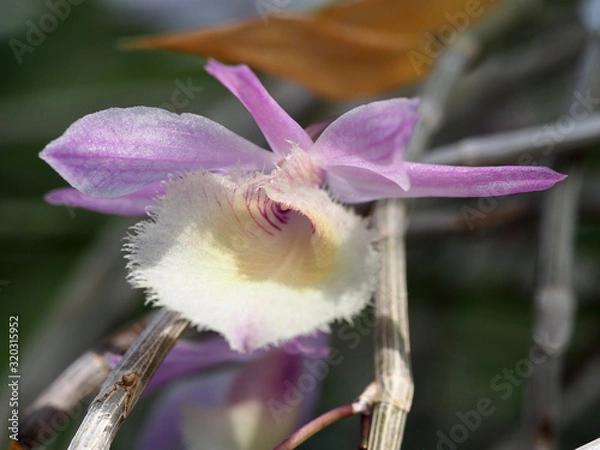 Obraz 可愛い小さな花が咲くデンドロビウム・アフィルム