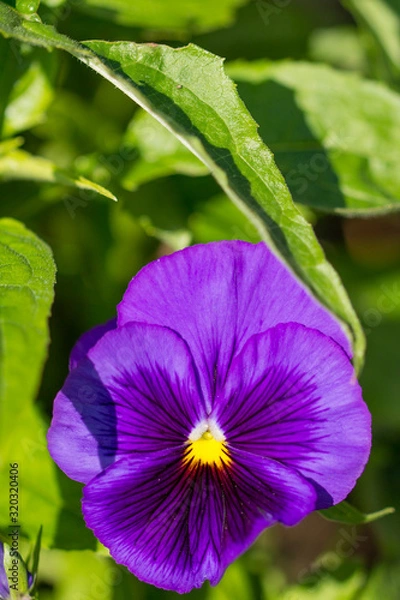 Obraz Stiefmütterchen