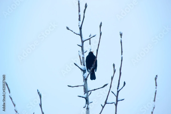 Obraz bird on a branch