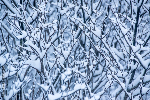 Obraz snow covered tree branches