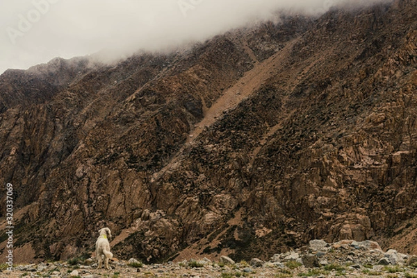 Fototapeta PASEO DE MASCOTAS