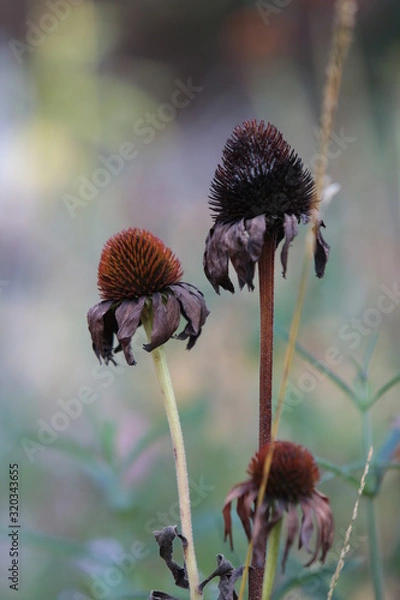 Obraz echinacea