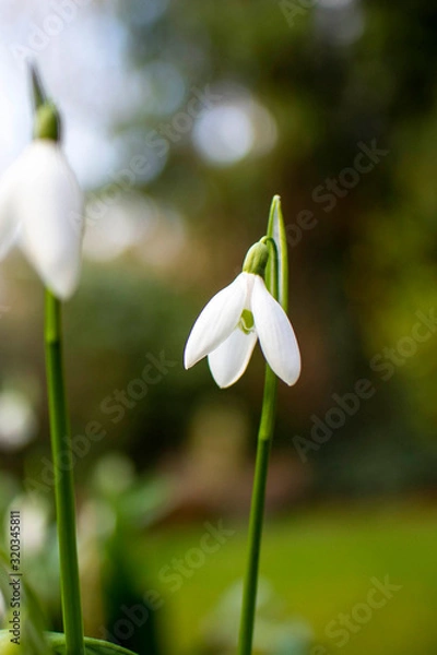 Fototapeta white flower