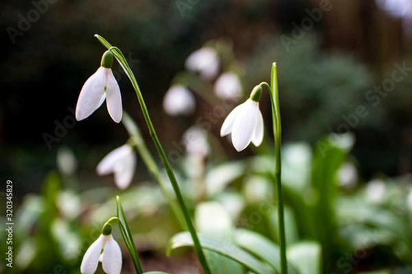Obraz Galanthus nivalis