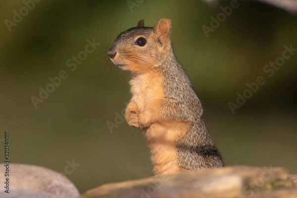 Obraz Fox squirrel on a rock backyard home feeder