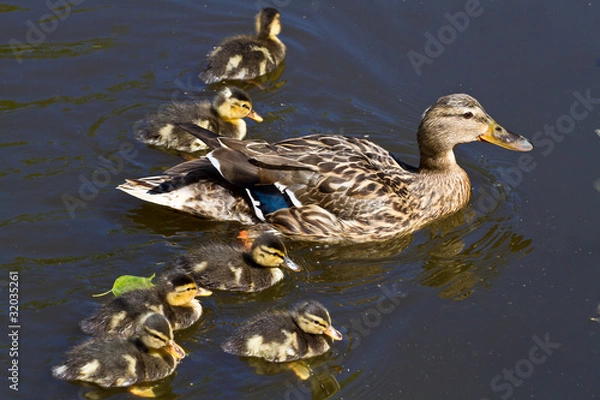 Fototapeta anatra e anatroccoli