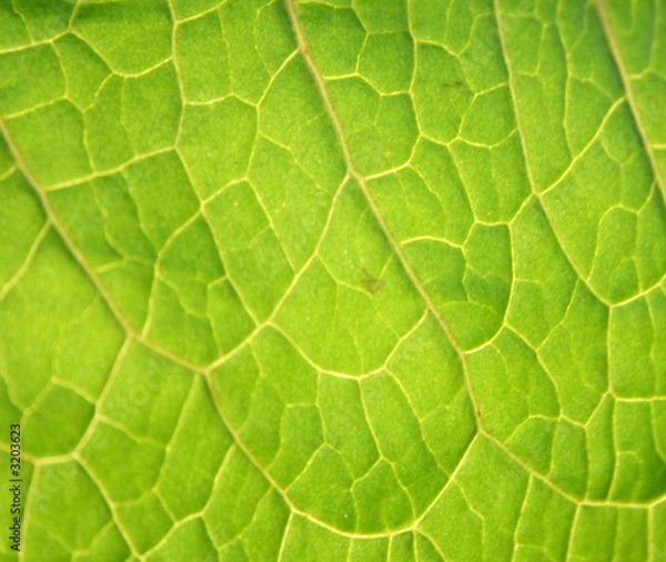 Obraz leaf
