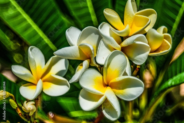 Fototapeta A garden in Cyprus is a blooming Paradise that you can enjoy all year round. Many evergreen plants bloom constantly, and on the trees, the flowers give way to bright fruit