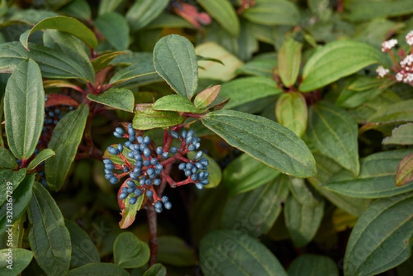 Obraz Viburnum davidii
