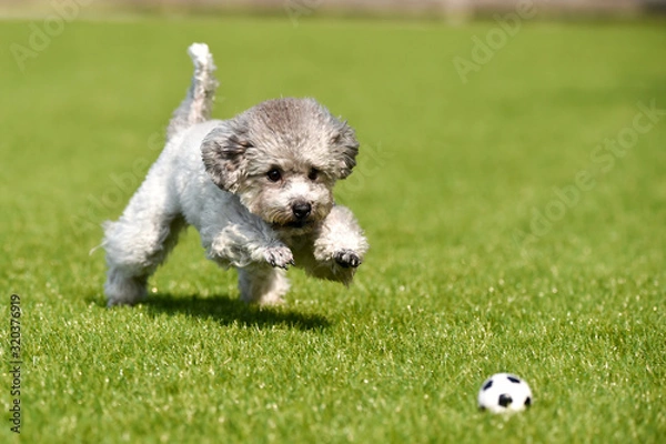 Fototapeta トイプードル