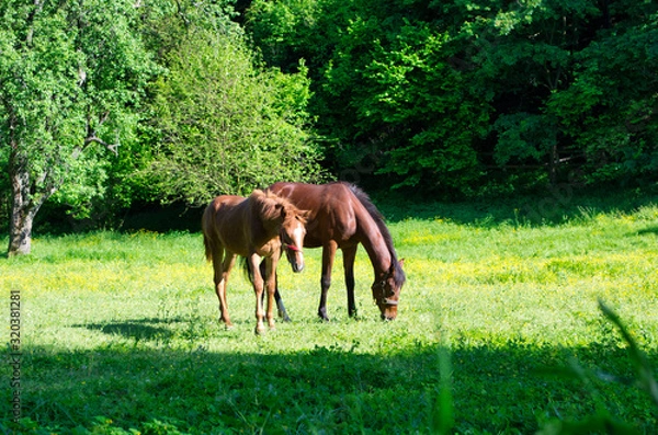 Obraz Horses on Pasture
