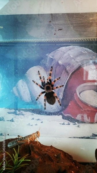 Fototapeta Vogelspinne