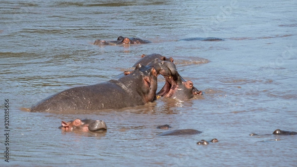 Fototapeta Hippopotamus in water with a open mouth in Serengeti national park Tanzania