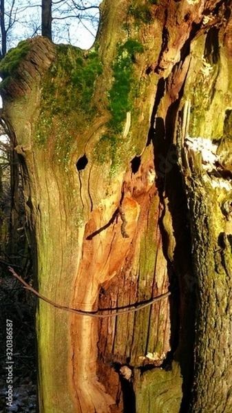 Fototapeta Happy Tree