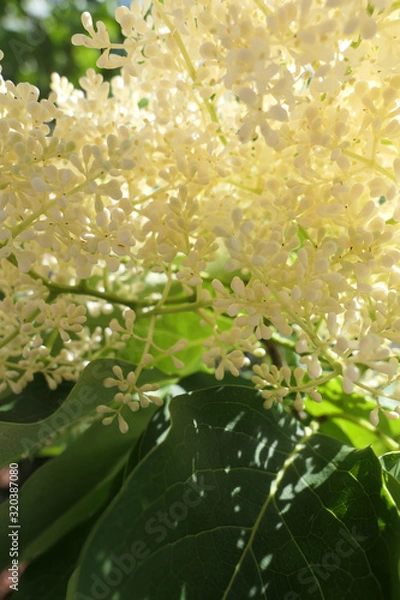 Obraz White Flowers on Tree