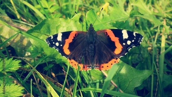 Obraz Butterfly