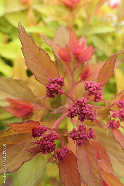 Obraz Spirea