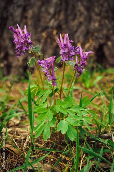 Fototapeta Corydalis cava flower blooms in the forest on a spring day, vertical view.