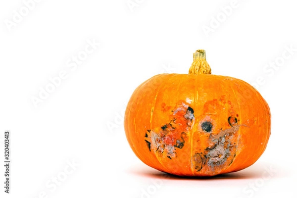 Obraz Moldy pumpkin on white background, selective focus, copy space for text.