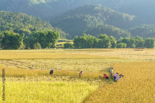 Obraz Farmers harvest rice in fields in mountainous Laos. Province Shenghuang.