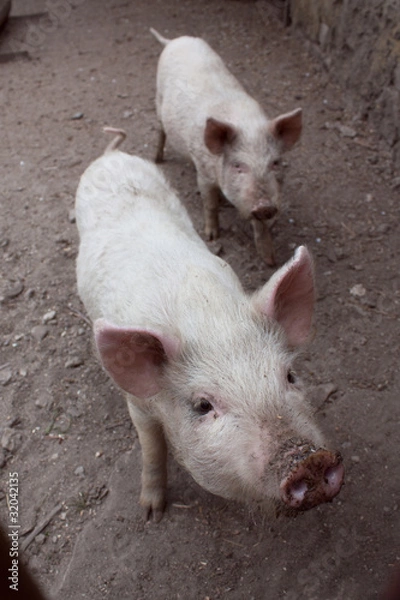 Obraz Dirty pig.
