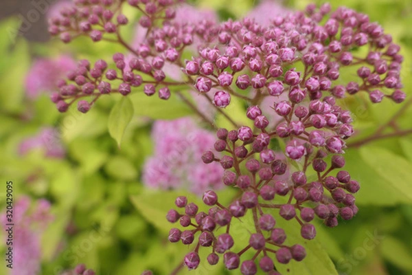 Obraz Pink Spirea