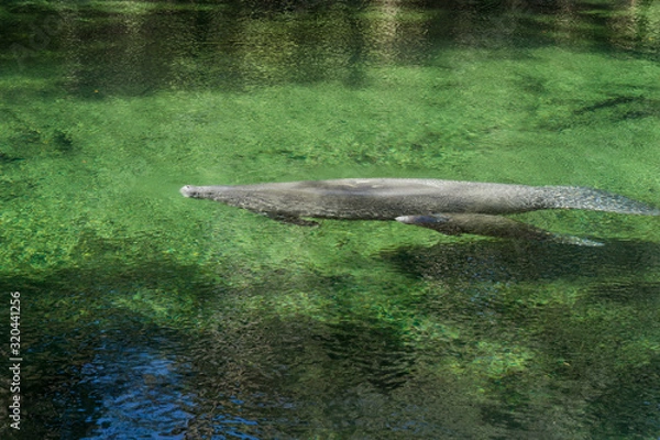 Fototapeta manatee mom and calf swimming in spring