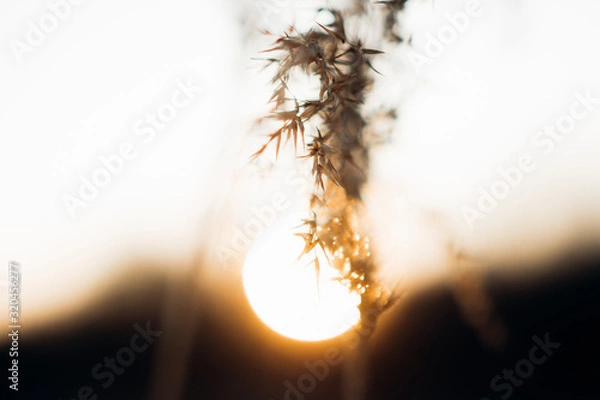 Obraz grass in the wind at sunset