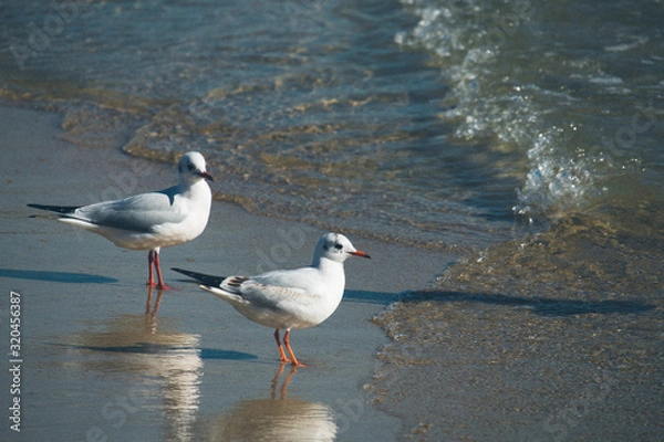 Obraz seagull on the beach