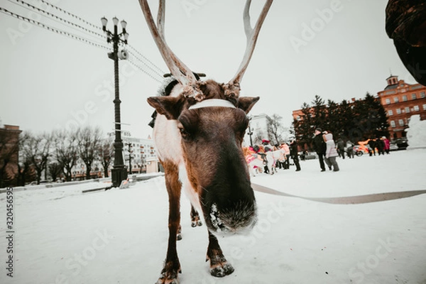 Obraz deer in winter