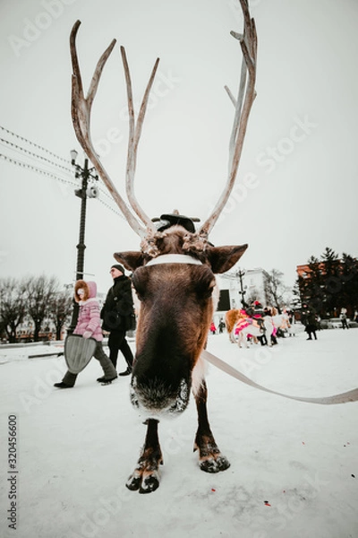 Obraz deer in snow