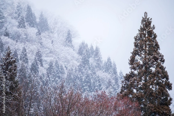 Fototapeta 秋田県の雪景色　冬の朝　山と森林　霧に包まれた風景