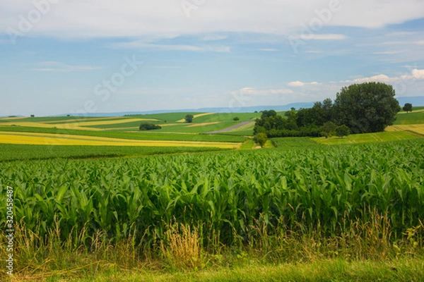 Obraz farm fields yellow and green 2