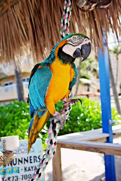 Fototapeta Macaw 2