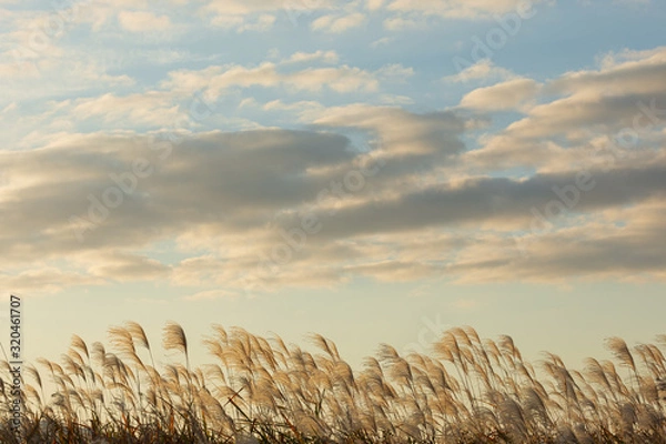 Obraz ススキの群生