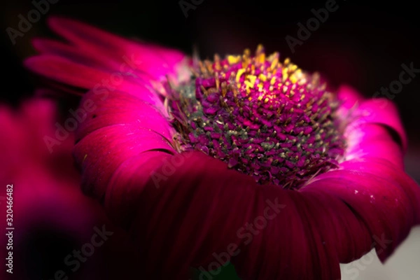 Obraz pink flower in dark blackground