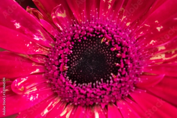 Obraz closeup red gerbera daisy