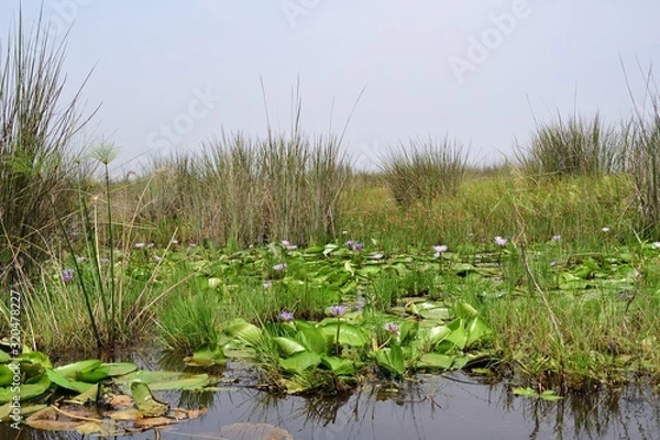 Obraz Lake Victoria, Uganda