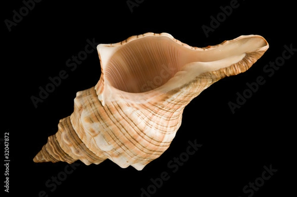 Fototapeta Fasciolaria trapezium